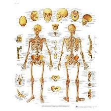 How to draw human anatomy part 2 | bone first, muscle second. Human Skeleton Chart Paper Health And Care
