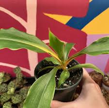 Image result for Chlorophytum filipendulum