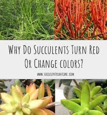 Oct 4, 2020 · by cooksinfo. Why Do Succulents Turn Red Or Change Colors Succulent Plant Care
