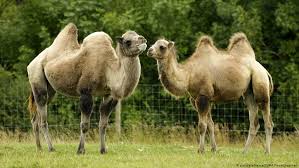 Although they rarely travelled faster than the walking speed of a person. What S The Difference Between A Camel And A Dromedary Global Ideas Dw 26 01 2015