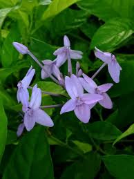 Image result for Pseuderanthemum