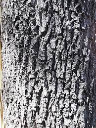 Image result for Spirostachys