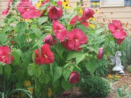 Should i deadhead my hibiscus? Plant Identification Closed Hardy Giant Maroon Hibiscus 1 By Leasaflowerfreak