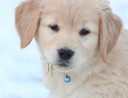 White oak golden retrievers www.whiteoakgoldenretrievers.com/currentlitter.htm. Adorable Healthy Akc Male Golden Retriever Puppy For Sale In New England Windy Knoll Golden Retrievers