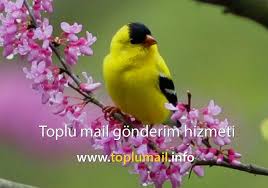 Toplu Mail Toplu Mail Adresleri Toplu Sms Toplu Sms Gonderimi Guzel Kuslar Kus Resimleri Kus Duvar Kagidi