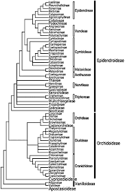 Image result for Eggelingia clavata
