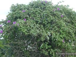 Image result for Fimbristylis scabrida