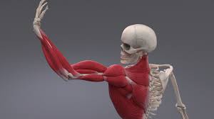 We did not find results for: Human Muscles And Bones Muscles