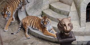 Toujours plus loin, toujours plus haut, toujours plus fort !#fortboyard. Fort Boyard Announces The Withdrawal Of Its Tigers But Not For Now Teller Report