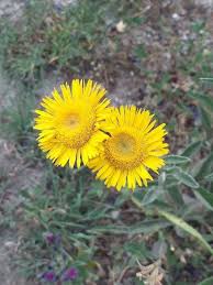 Image result for Pentanema