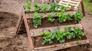 Ein eigener garten erfüllt gleich mehrere funktionen auf einmal. Paletten Fur Den Garten Nutzen Ndr De Ratgeber Garten