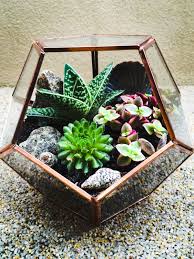 Indoor Terrarium Cacti Succulents And Seashells In Etsy Succulent Garden Indoor Succulent Terrarium Glass Terrarium
