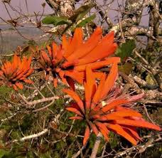 Image result for Rhigozum brevispinosum