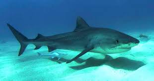 Giant octupuses can not even kill tiger sharks tiger the biggest sharks are usually great white sharks, tiger sharks and bull sharks. Five Most Dangerous Sharks To Humans Cbs News