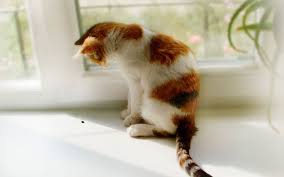 koshka okno koshki oboi okno