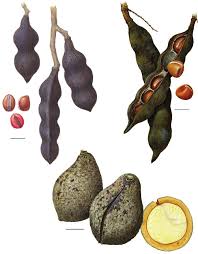 Image result for Millettia makondensis