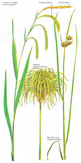 Image result for Cyperaceae