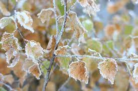 Мороз, иней) — многозначное слово. Spring Frost To Cost French Wine Industry 2bn The Drinks Business