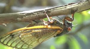 Cicadas are closely related to leafhoppers, planthoppers and spittlebugs. Cicada Mania Brood X ×'×˜×•×•×™×˜×¨ If You See Cicadas In The U S Ovipositing Laying Eggs In Tree Branches Or With A Massospora Fungus Take A Photo And Send It To Researchers