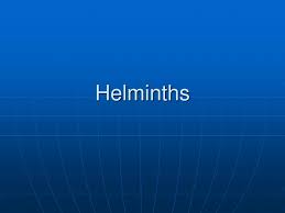 Ppt Helminths Powerpoint Presentation Free Download Id 5640791