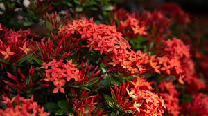 Image result for Ixora hartiana