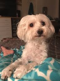 Coping with the loss of a loved one