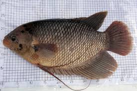 Encik khairazmy bin mat nor disediakan oleh : 15 Jenis Ikan Air Tawar Yang Bisa Jadi Referensi Untuk Memulai Bisnis Budidaya