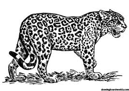 Jaguar Coloring Page Zoo Animal Coloring Pages Jaguar Animal Jaguar