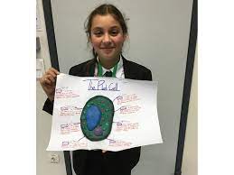 In this collection you will find resources to help you understand plant cells to support learning in biology for year 7 and s1. Year 7 Science Project 3d Models Of Animal And Plant Cells
