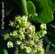 Image result for Vangueria