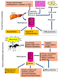 Glucose Metabolism and Dynamics of Facilitative Glucose Transporters  (GLUTs) under the Influence of Heat Stress in Dairy Cattle