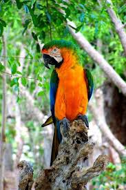 Birds Of The Bahamas Photos Embracing Yellow A Travel Photo Series Parrot Pet Birds Parrot Pet