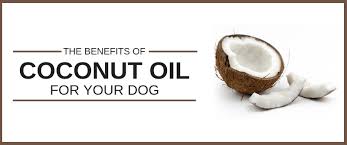 In addition to adding a subtle flavor to any dish, it is also used in common household chores (i.e aside from hair growth, most people can safely use coconut oil as a moisturizing ingredient in their routine to tame and hydrate dry strands. Coconut Oil For Dogs The Ultimate Guide 2021 Sitstay