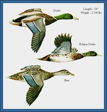 Mallard Duck Waterfowl Identification Guide Ducks At A