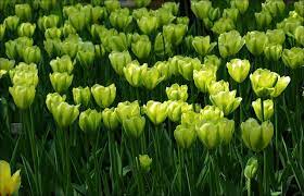 Green Tulips Keukenhof Garden Clematis Flower Flowers Perennials Tulips