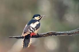 Wood Pecker" Images – Browse 245,878 Stock Photos, Vectors, and Video |  Adobe Stock