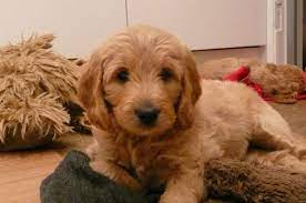 We did not find results for: Goldendoodle F1b Miniature Puppies For Sale Nottingham Nottinghamshire Pets4homes
