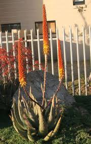 Image result for Aloe aculeata × ortholopha