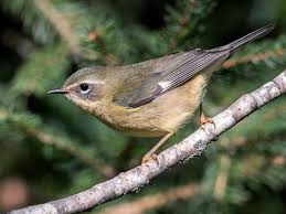 Black Bird With Blue Neck Ontario The Black Throated Blue Warbler September 28 2003 Mount Nemo Burlington Ontario Female Bird Photo Ian Da Ornithology Great Backyard Bird Count Species