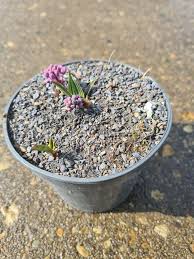 Image result for Ledebouria cooperi