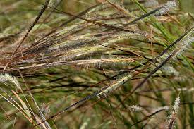 Image result for Heteropogon
