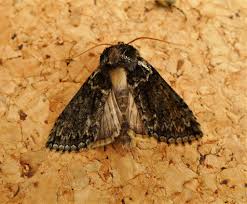 Image result for Polyploca ridens