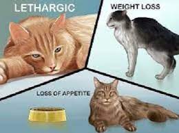 Most infected cats do not show signs of having worms; What To Expect After Deworming A Cat Cat Deworming Milumimi Com A Useful Blog For Dog Cat Lovers