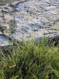 Augustine grass plugs or sod in full sun, at least 90 days before your region's first estimated fall frost, to give the grass plenty of time to establish. Native American Seed Establish A Native Lawn