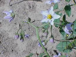 Image result for Solanum sp. A