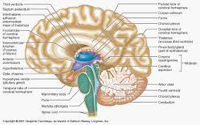 Human Brain Anatomys Human Brain Labeled Diagram Brain Anatomy Human Brain Brain Diagram
