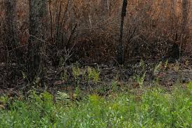 State agency issued warning following investigation into last month's Pulp  Road wildfire