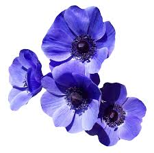 Purple Flower Png Image Purple Flowers Wallpaper Purple Flower Background Light Purple Flowers