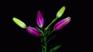 Time Lapse Watch Flowers Bloom Before Your Eyes Animated Flowers Flower Watch Blooming Flowers