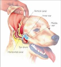 Generally speaking, places where many dogs or other animals hang out are locations that are most likely to harbor ear mites. When To Take A Dog With An Ear Infection To The Vet